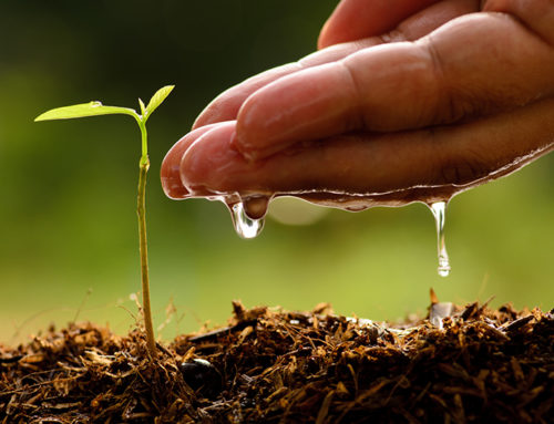 A Thousand Years – Psalm 90:4 (Watering Roots)