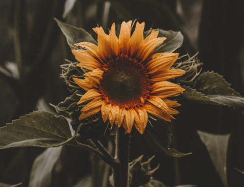 Against All Odds – Philippians 4:12-13