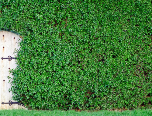 Hidden for a Purpose – Exodus 33:11