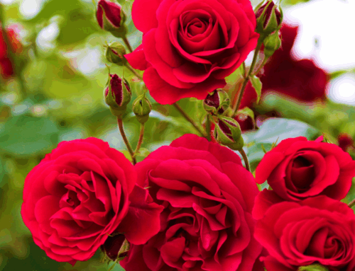 Smell the Roses – Psalm 145:9-10