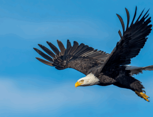 Getting Pecked – Isaiah 40:31