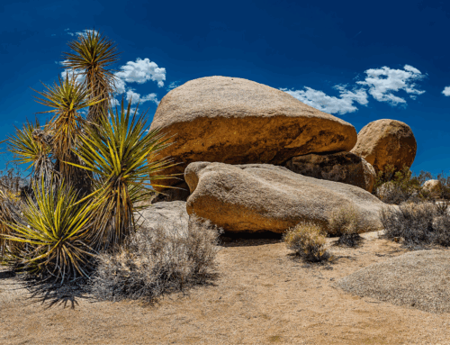 Desert Thirst – Psalm 42:1-2
